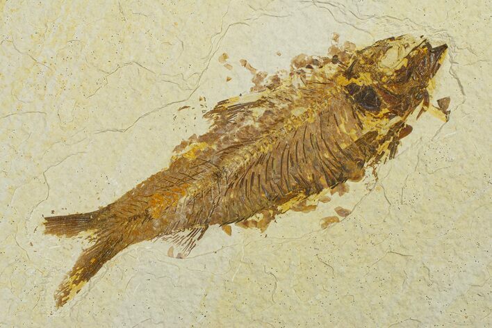 Fossil Fish (Knightia) - Wyoming #295681